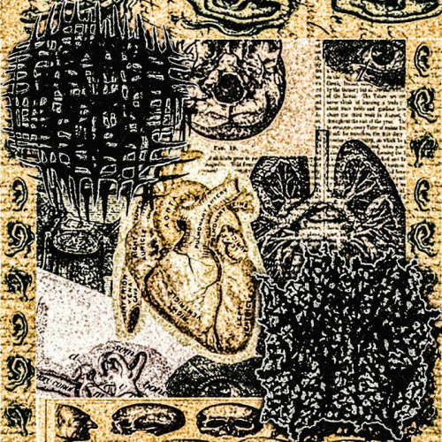 Sarcoptes (USA-1) : Gastric Fluid - Sarcoptes